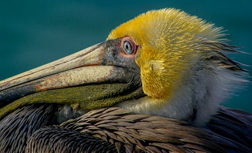 Free Close-up Photo of a Pelican Bird Stock Photo
