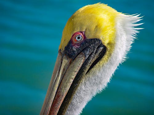 Безкоштовне стокове фото на тему «aves, pelecanidae, pelecaniformes»