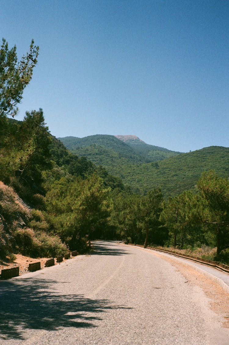 Curved Road Between Trees