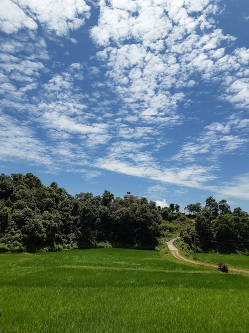 Foto profissional grátis de árvores, campo de grama, céu azul
