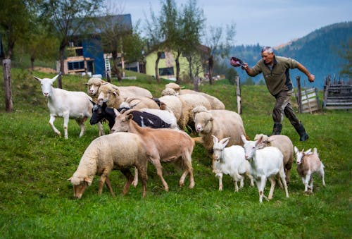 Photos gratuites de adulte majeur, agriculture, animal