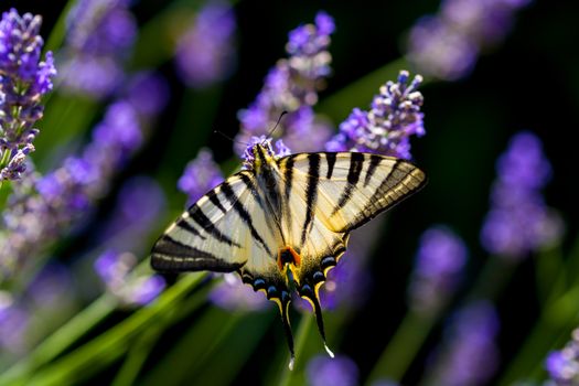 Close-Up Photo of Butterfly Perched on Flower