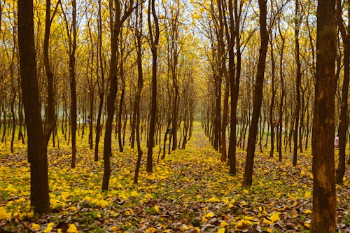 Brown Trees With Yellow Leaves on Ground