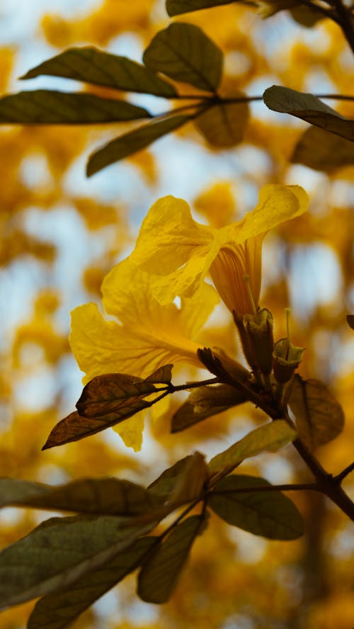คลังภาพถ่ายฟรี ของ การถ่ายภาพดอกไม้, ดอกสีเหลือง, ทรัมเป็ตทองคำ