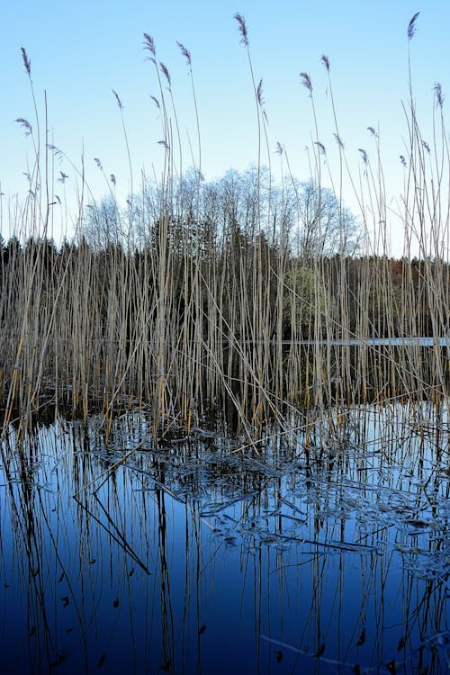 Free Reeds in a Swamp  Stock Photo