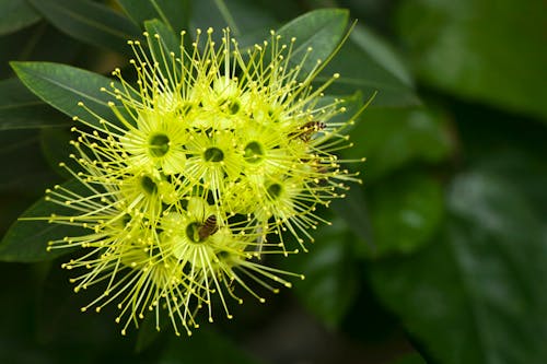 Close-Up Photo of Green Flowers