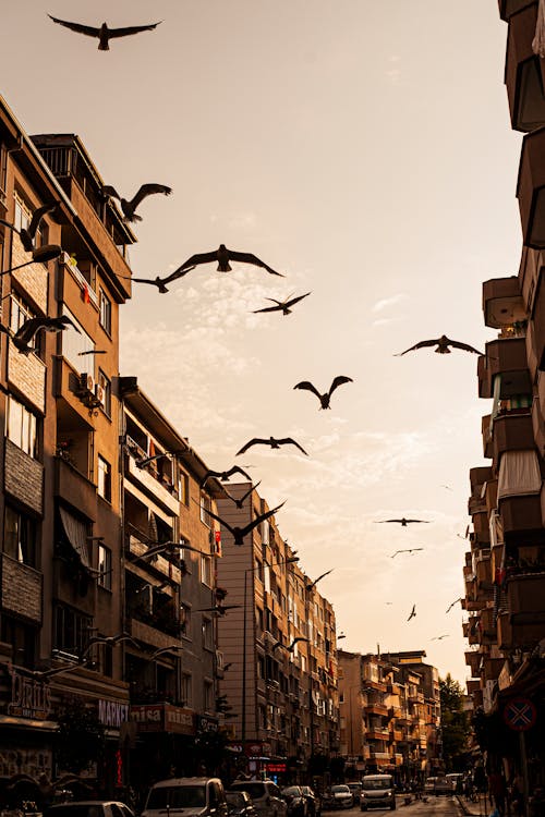 Seagulls Flying Over City Street