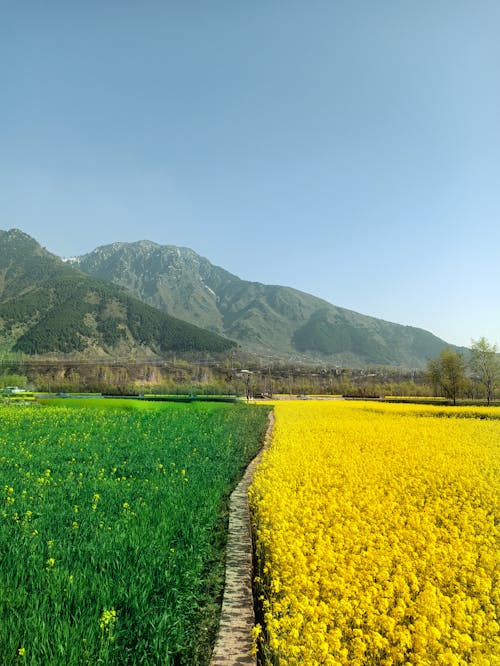 Бесплатное стоковое фото с голубое небо, горы, желтые цветы