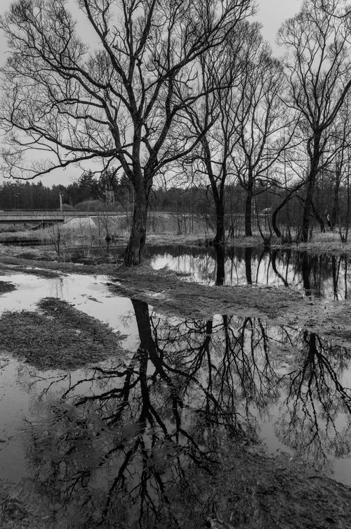 Free Captivating black and white reflection of leafless trees in a serene swamp setting. Stock Photo