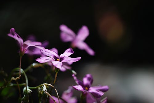 Kostnadsfri bild av anläggning, blommor, blomning