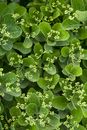 Close-up of Euonymus Japonicus