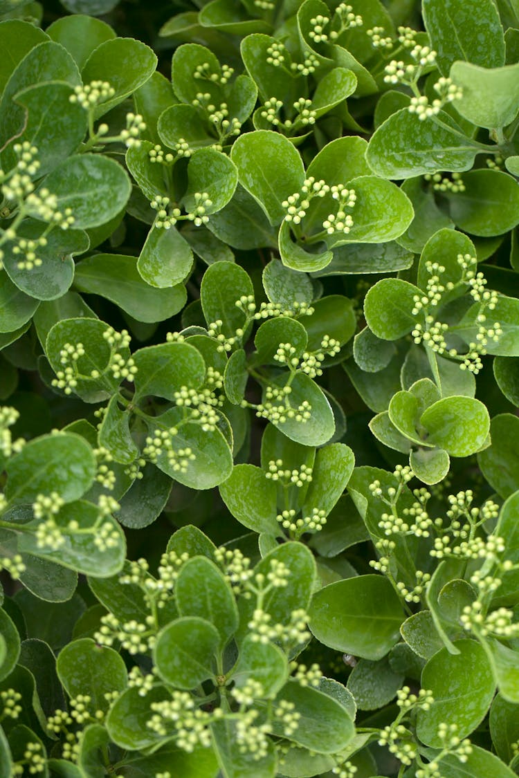 Close-up Of Euonymus Japonicus