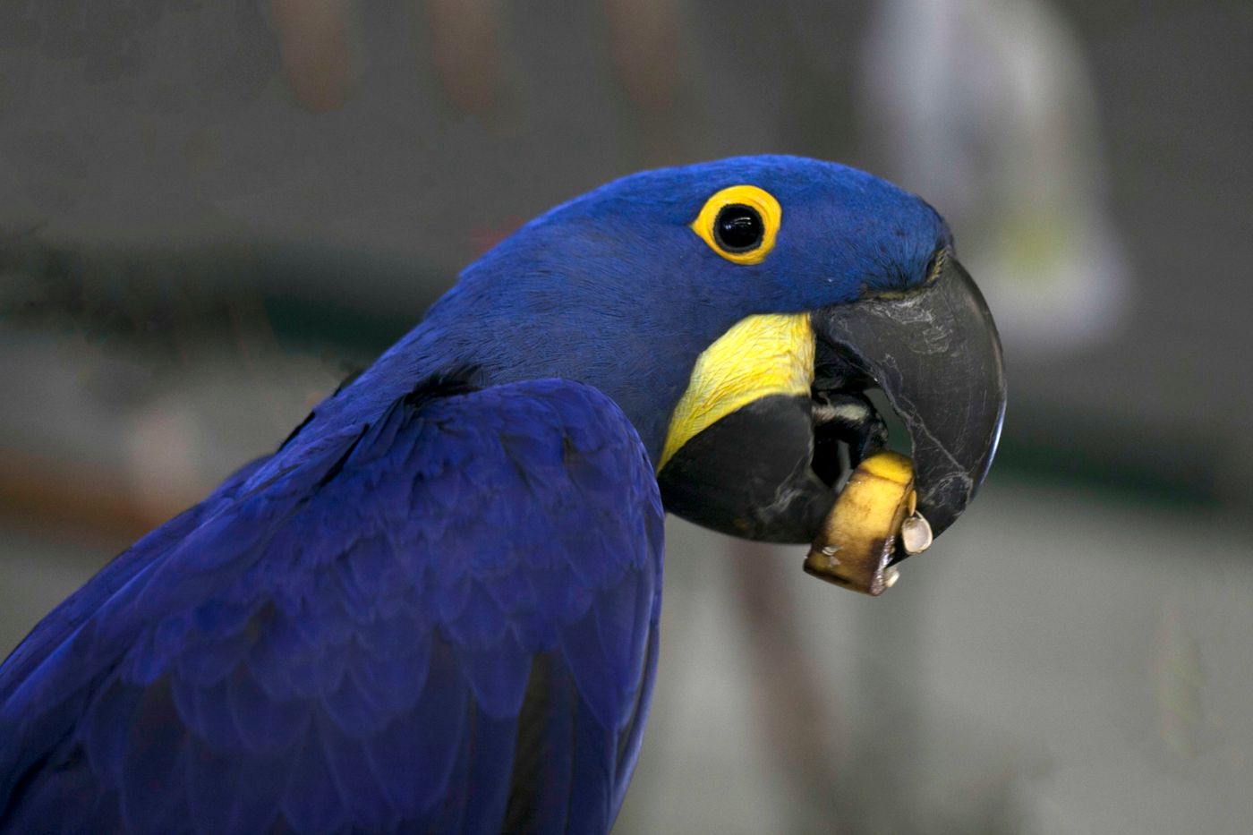 Hyacinth macaw holding food