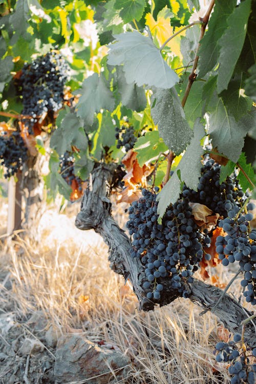 Close-Up Shot of Grapes on Tree Branch