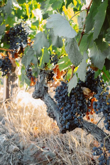 Explore a vineyard with vibrant grape clusters hanging on lush green vines in summer.