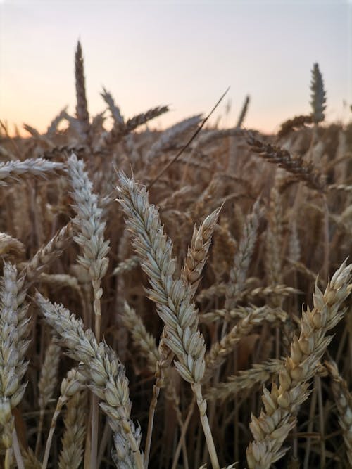 Brown Wheat in Close Up Photography