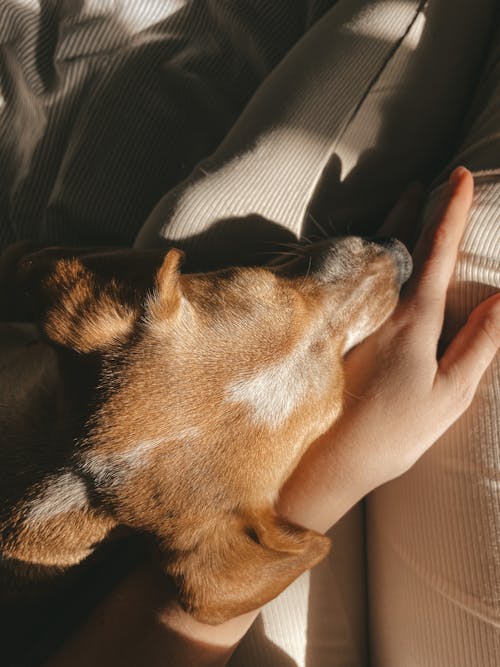Free Dog lying in a Person's Hand  Stock Photo