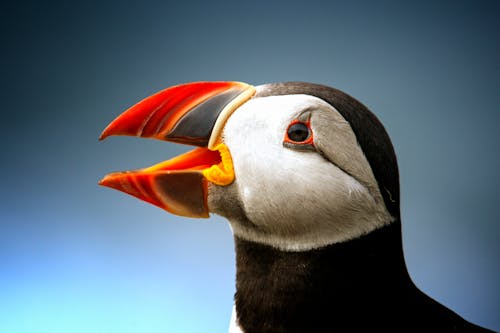 Free Black Atlantic Puffin Stock Photo