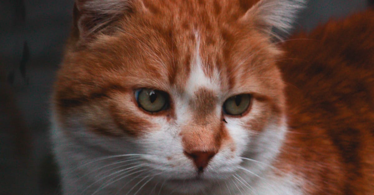 How to discipline a cat Reddit