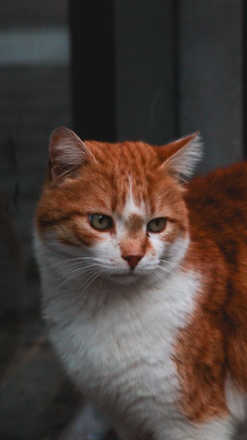 Free A close-up portrait of a ginger and white cat with piercing eyes, showcasing its fur details. Stock Photo