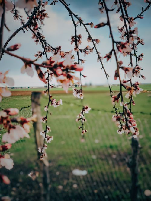 Free Close-up of cherry blossom branches with a blurred grass meadow background. Stock Photo
