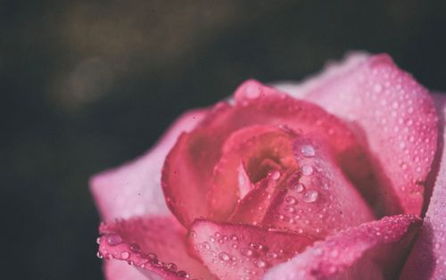 Free Close-up shot of a pink rose with morning dew, highlighting delicate petals. Stock Photo