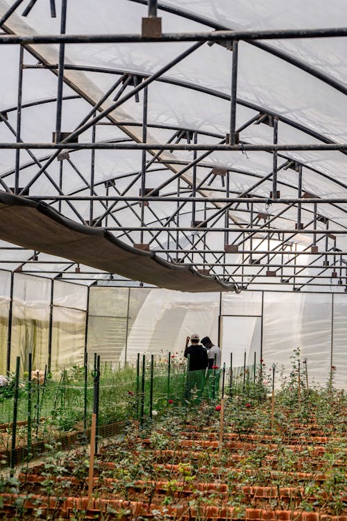 Interior of a Greenhouse 