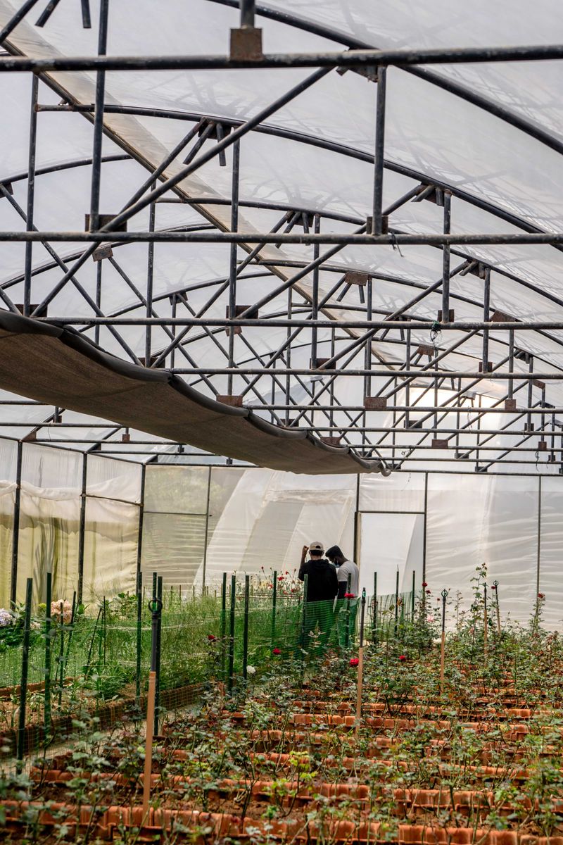 A modern greenhouse filled with diverse plants and greenery in pots, showcasing innovative farm techniques.