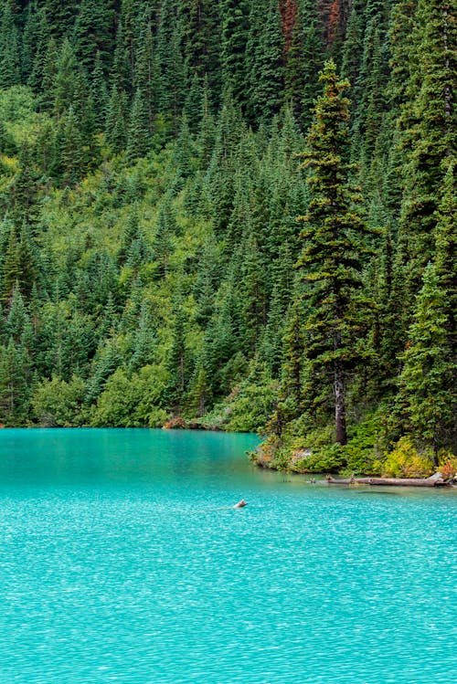 不列颠哥伦比亚省, 乔佛尔湖, 加拿大 的 免费素材图片
