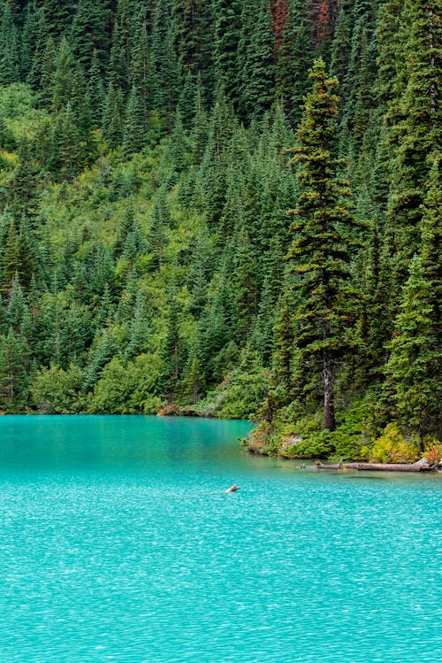 Immagine gratuita di acqua turchese, alberi, british columbia