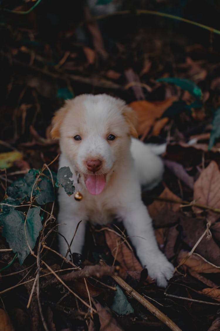 Close-Up Shot Of A Puppy 