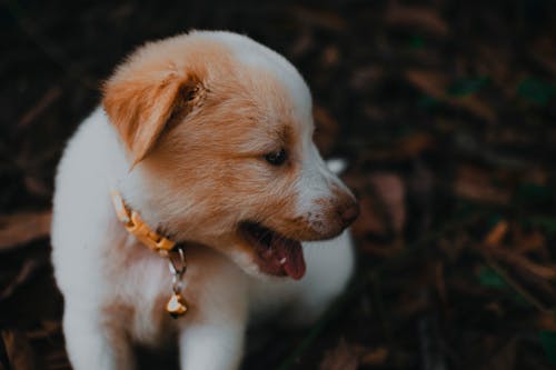 Close-up Photo of Cute Puppy