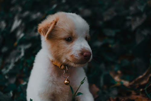 Close-up Photo of Cute Puppy