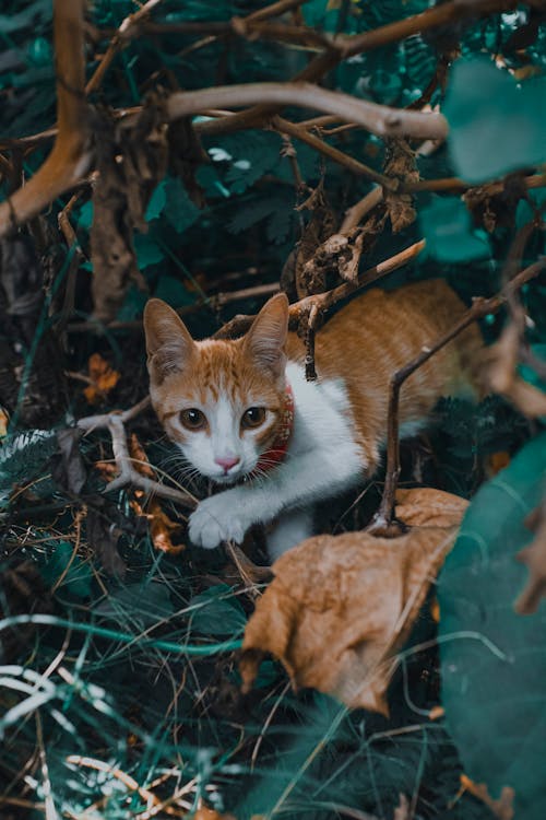 Photos gratuites de adorable, animal domestique, chat