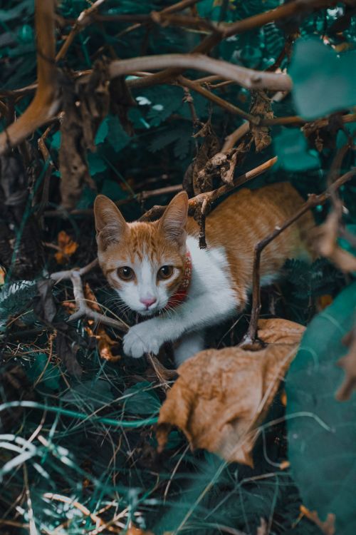 Free An adorable tabby cat with a collar explores vibrant green foliage, showcasing curiosity and playfulness. Stock Photo