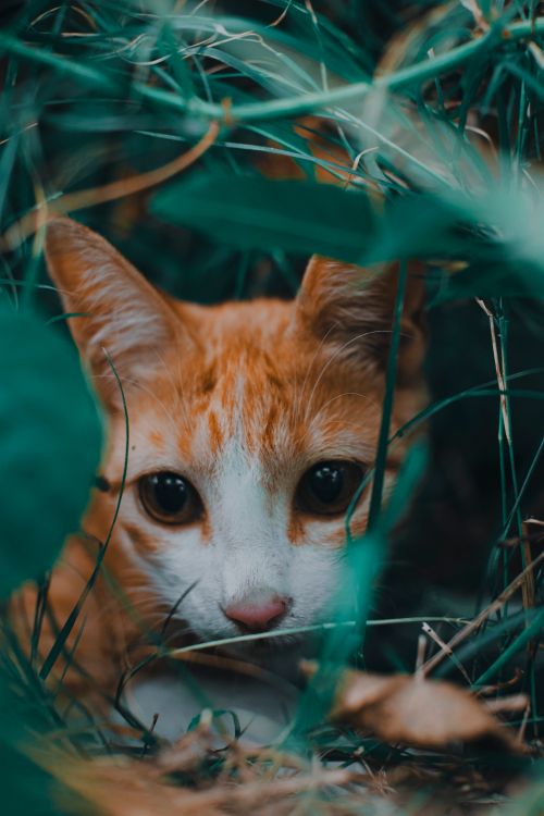Free Discover a charming cat nestled in vibrant grass, showcasing its curious and playful nature. Stock Photo