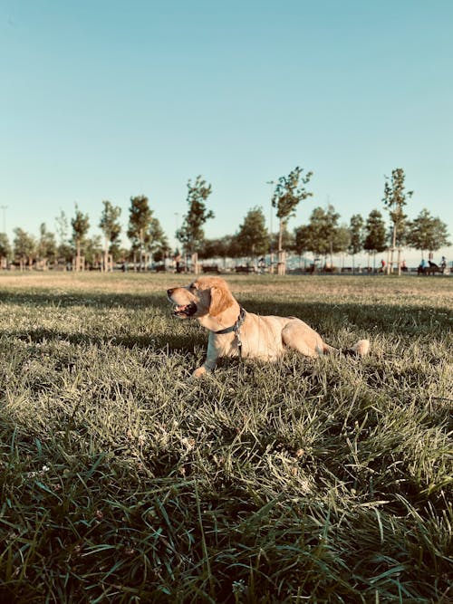 Gratis Foto stok gratis anjing, anjing golden retriever, bidang Foto Stok