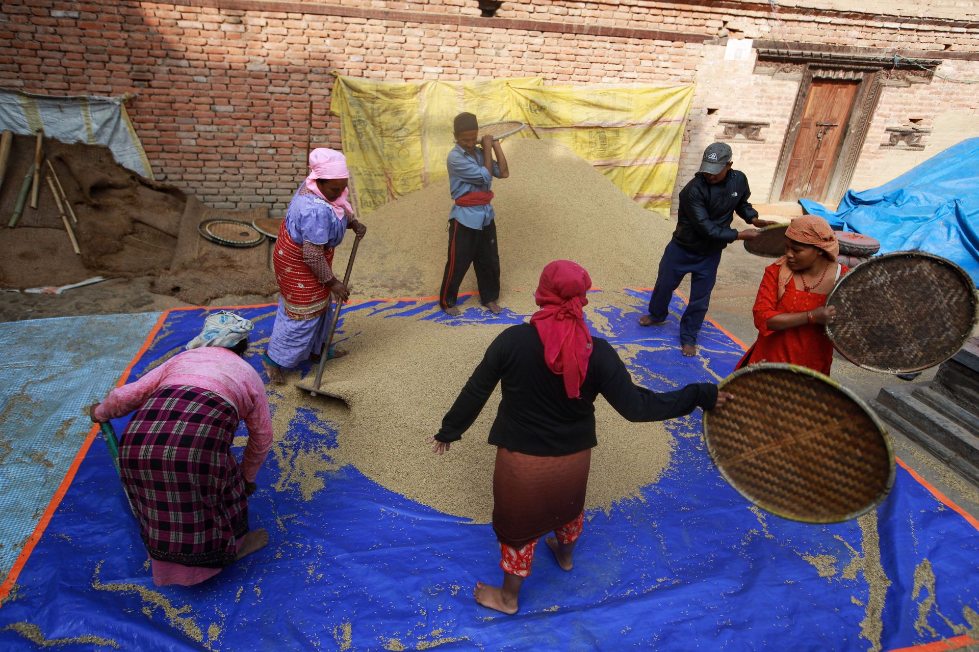 Local workers engaged in traditional grain processing outdoors using manual tools.
