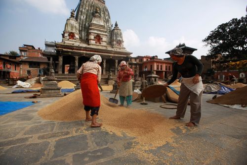 Free Nepali women harvest grains in front of a traditional temple in a rural setting. Stock Photo