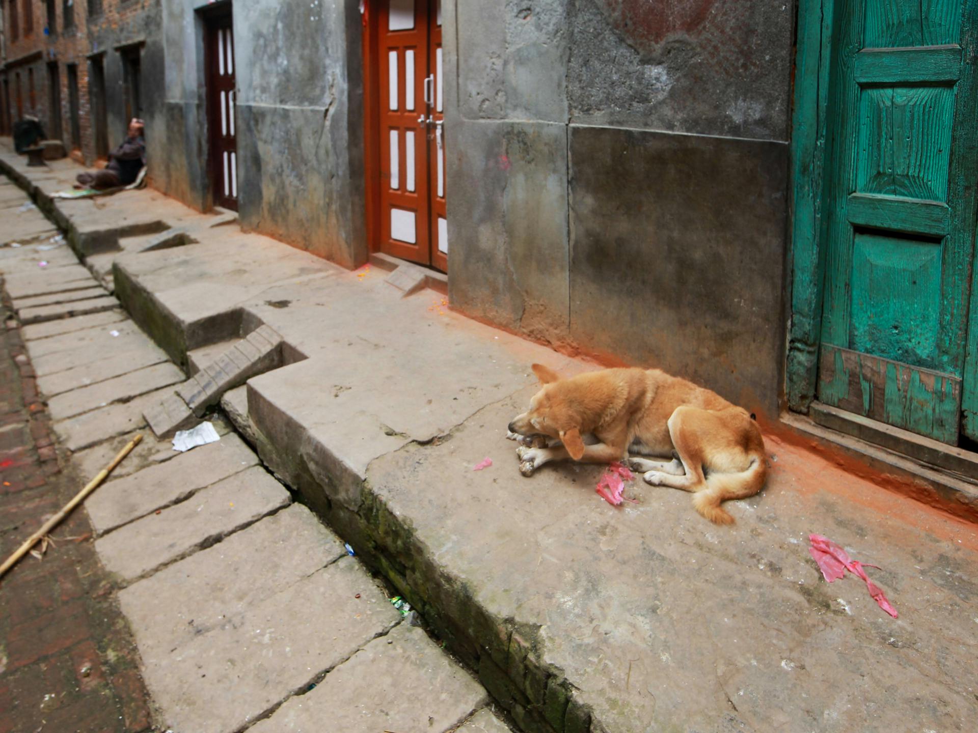 Mongrel Dog sitting on Street Side