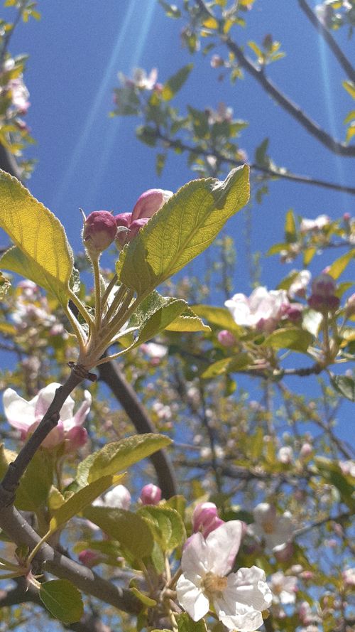 Free stock photo of flower, spring Stock Photo