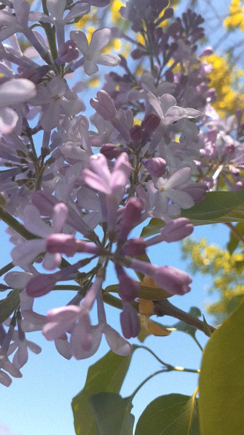 Free stock photo of flower, leylak, spring Stock Photo