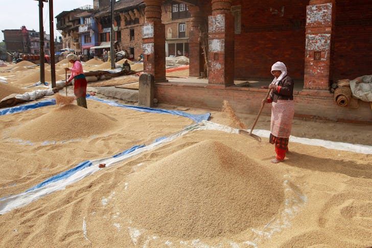 People doing Manual dryingg of Grains