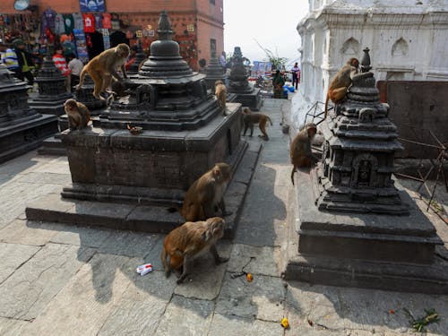 무료 거리, 관광객, 네팔의 무료 스톡 사진