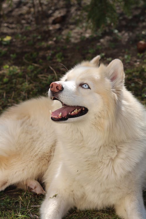 Free Close-up Photo of an Adorable Syberian Husky  Stock Photo
