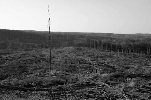 Monochrome Photo of Deforestation