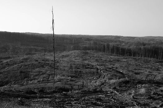 Monochrome Photo of Deforestation