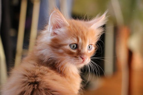 Close-Up Shot of a Kitten 