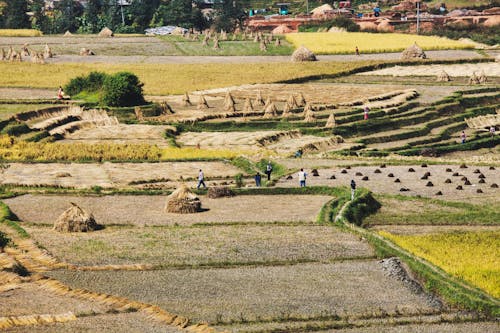 Piles of Hay on Farmland