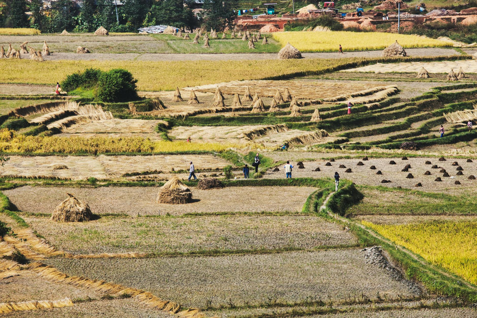 Ceny skupu rolnych produktów w lutym 2026: wzrosty i spadki